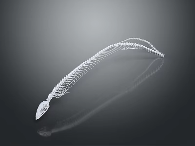 Detailed White Snake Skeleton 3D Model with Reflection on Dark Background 3d model