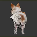 White Chihuahua with Brown Spots in Standing Pose and Fluffy Fur on Dark Background