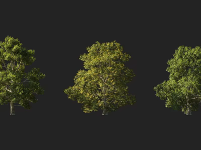 Three Isolated Arbor Trees With Lush Green Foliage Against Dark Background 3d model
