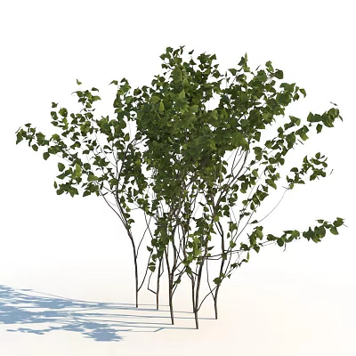 Vibrant Green Shrub with Dense Foliage and Slender Branches in Natural View 3d model