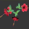 Pink Hibiscus Flowers With Green Stems And Leaves Against Dark Background With Reflections