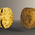 Reptile Turtle Shell Carapace And Plastron Featuring Intricate Patterns And Texture