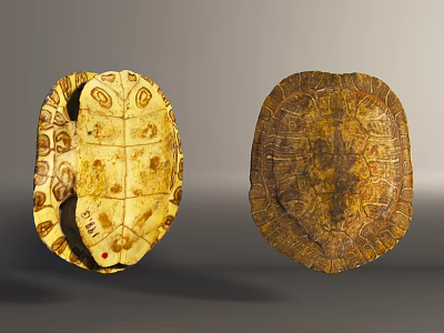 Reptile Turtle Shell Carapace And Plastron Featuring Intricate Patterns And Texture 3d model
