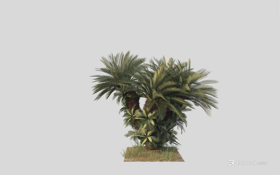 Lush Palm Trees With Green Foliage And Grass Base In Natural Setting 3d model 