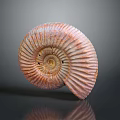 Polished Ammonite Fossil With Spiral Structure And Orange White Stripes