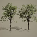 Two Trees With Green Leaves And Tree Trunks Against Gray Background