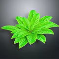 Lush Green Leaf Plant With Vibrant Healthy Foliage On Dark Background