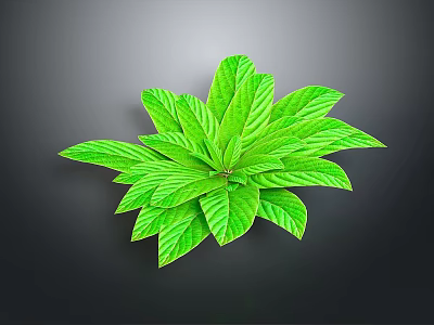Lush Green Leaf Plant With Vibrant Healthy Foliage On Dark Background 3d model