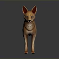 3D Model Character of Brown Dingo Standing on Dark Reflective Background 3d model