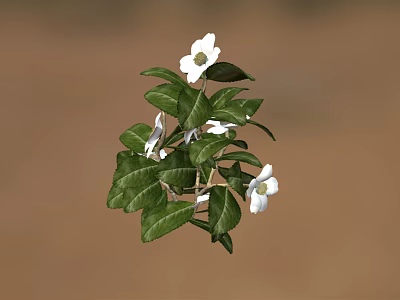 Green Leafy Plant With White Flowers And Vibrant Foliage In Natural Setting 3d model