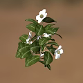 Green Leafy Plant With White Flowers And Vibrant Foliage In Natural Setting