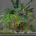 Indoor Green Plants With Broad Banana Leaves And Palm Leaves Against Gray Wall Background