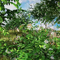 Lush Green Leaves And Small White Flowers In Outdoor Natural Garden Setting