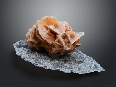 Orange Brown Coral Aquatic Animal Display on Gray Natural Base Surface 3d model
