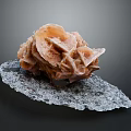 Orange Brown Coral Aquatic Animal Display on Gray Natural Base Surface