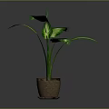 Green Potted Plant With Large Variegated Green And White Leaves In Brown Terracotta Pot