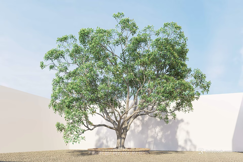 Lush Green Arbor With Thick Trunk And Shadow On White Wall Sandy Ground 3d model 