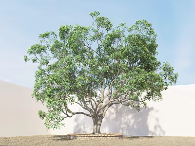 Lush Green Arbor With Thick Trunk And Shadow On White Wall Sandy Ground 3d model