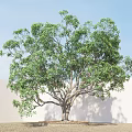 Lush Green Arbor With Thick Trunk And Shadow On White Wall Sandy Ground
