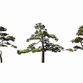 Three Distinct Pine Trees Showcasing Curved Branches and Lush Green Foliage