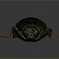 Iridescent Metallic Beetle With Shiny Exoskeleton And Colorful Legs On Gray Background