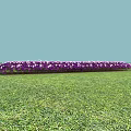 Vibrant Purple and White Flowers in a Row on Green Grass with Light Blue Background