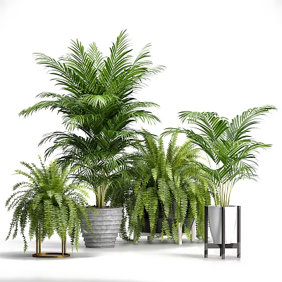 Various Green Potted Plants In Different Stylish Pots For Indoor Decor 3d model