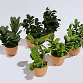 Multiple Green Leafy Potted Plants in Brown Pots on White Background