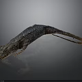 Blue and Brown Scaly Lizard on Black Background with Reflective Surface