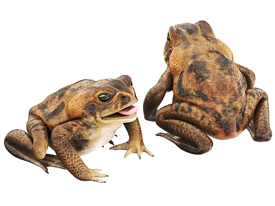 Two Brown Spotted Reptile Toads With Open Mouth And Natural Skin Texture 3d model