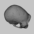 Detailed Cracked Tan Skull 3D Model for Game and Movie Character Design