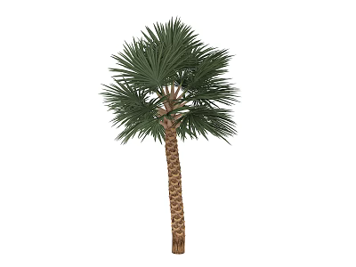 Lush Green Palm Tree with Textured Brown Trunk and Tropical Fronds 3d model