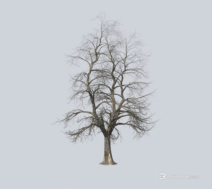 Bare Deciduous Tree With Leafless Branches And Thick Trunk Against Gray Background 3d model 