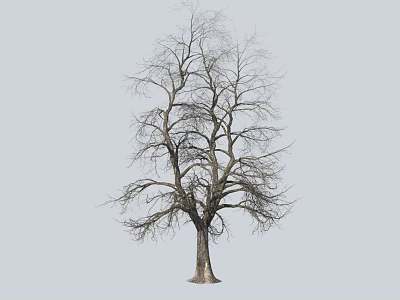 Bare Deciduous Tree With Leafless Branches And Thick Trunk Against Gray Background 3d model