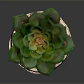 Green Leaf Succulent Plant in Wooden Pot with Orange Rim and Small Pebbles