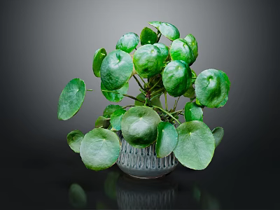 Lush Green Plant With Round Leaves In Transparent Glass Vase On Dark Background 3d model
