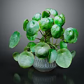 Lush Green Plant With Round Leaves In Transparent Glass Vase On Dark Background