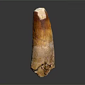 Ancient Creature Tooth Fossil with Brown White Textured Surface on Dark Background