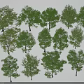 Different Species Of Green Arbor Trees With Various Foliage Shapes And Sizes For Garden Landscaping