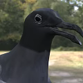Flying Animal Black Seagull Standing On Grass Field With Dark Feathers