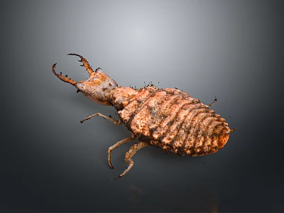 Close Up View Of Brown Beetle With Claw Like Head And Textured Exoskeleton 3d model