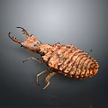 Close Up View Of Brown Beetle With Claw Like Head And Textured Exoskeleton