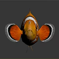 Vibrant Tropical Orange Clownfish With White Stripes And Black Edged Fins