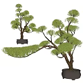 Bonsai Trees With Artistic Curved Branches And Lush Green Foliage In Decorative Pots