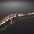 Brown and Yellow Reptile Lizard with Long Tail on Smooth Surface Showing Reflection 3d model