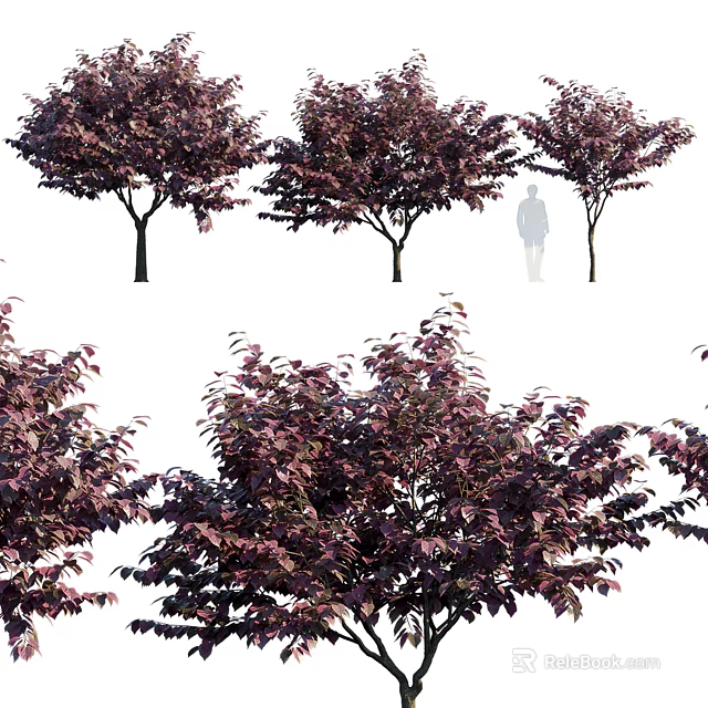 Arbor Trees With Dark Purple Leaves Displayed In Multiple Views And Human Figure For Scale 3d model 