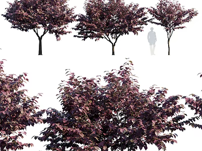 Arbor Trees With Dark Purple Leaves Displayed In Multiple Views And Human Figure For Scale 3d model