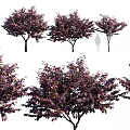 Arbor Trees With Dark Purple Leaves Displayed In Multiple Views And Human Figure For Scale