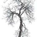 Single Bare Arbor Featuring Clear Branches And Detailed Trunk Texture 3d model