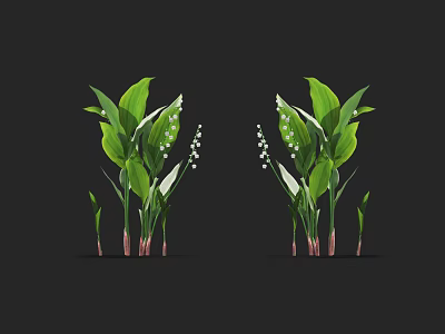 Fresh Lily of the Valley Plants with Green Leaves White Bell Flowers in Symmetrical Arrangement 3d model